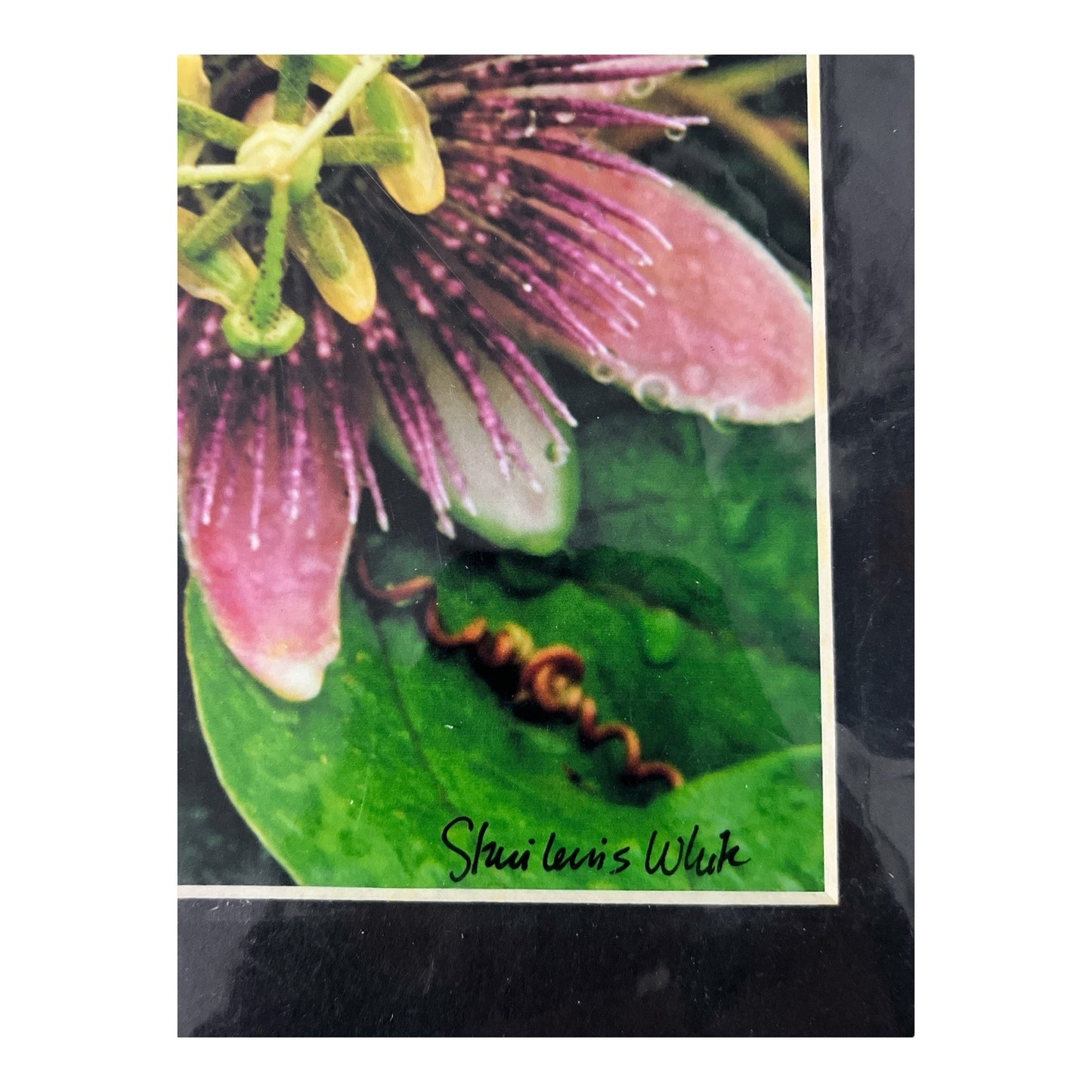 Passion Flower Photography Print – Signed Staci Lewis White