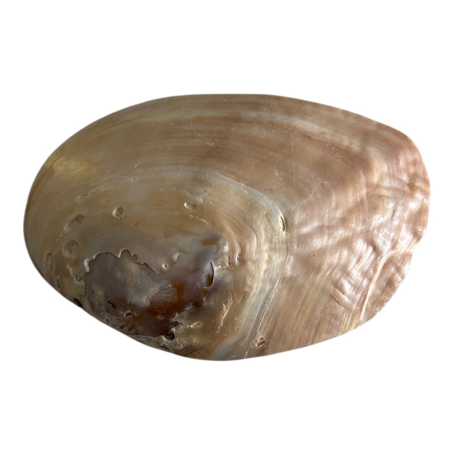 Natural Mother of Pearl Shell Dish – Iridescent Coastal Decor – 6x4.25 Inch Polished Seashell
