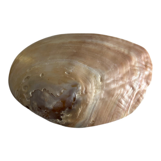Natural Mother of Pearl Shell Dish – Iridescent Coastal Decor – 6x4.25 Inch Polished Seashell