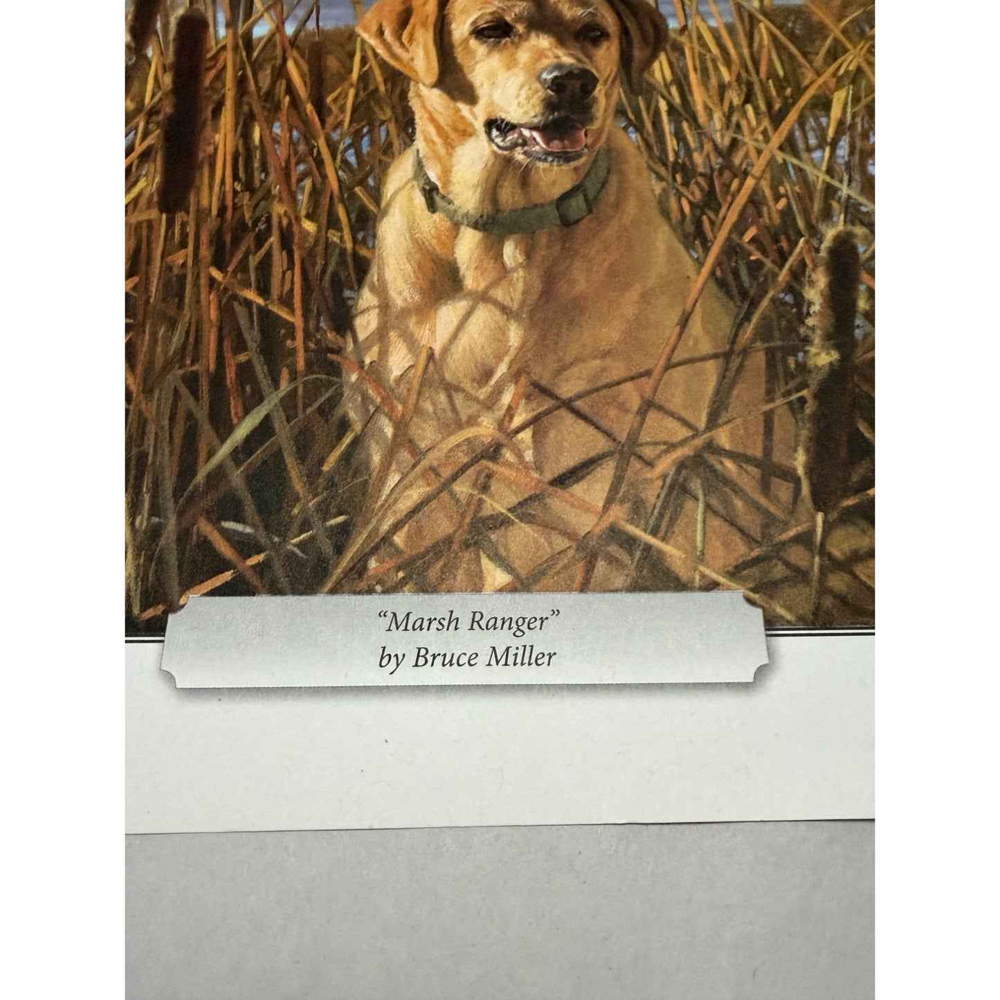 Bruce Miller Marsh Ranger Labrador Retriever Hunting Dog Wildlife Print 11.5x8.5