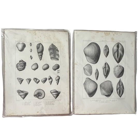 1852 French Geological Society Fossil Shell Lithograph Prints Set of 2 Antique Scientific Plates