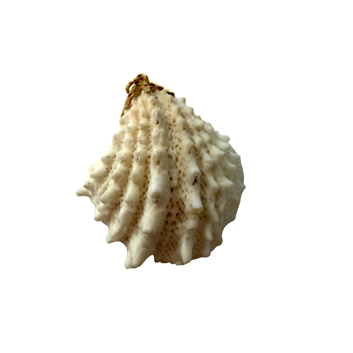 Natural Spiny Seashell Pendant Gold Tone Bail Coastal Beach Jewelry 2 Inch
