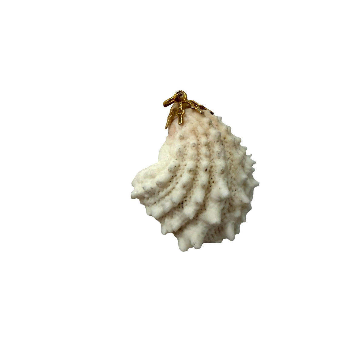 Natural Spiny Seashell Pendant Gold Tone Bail Coastal Beach Jewelry 2 Inch