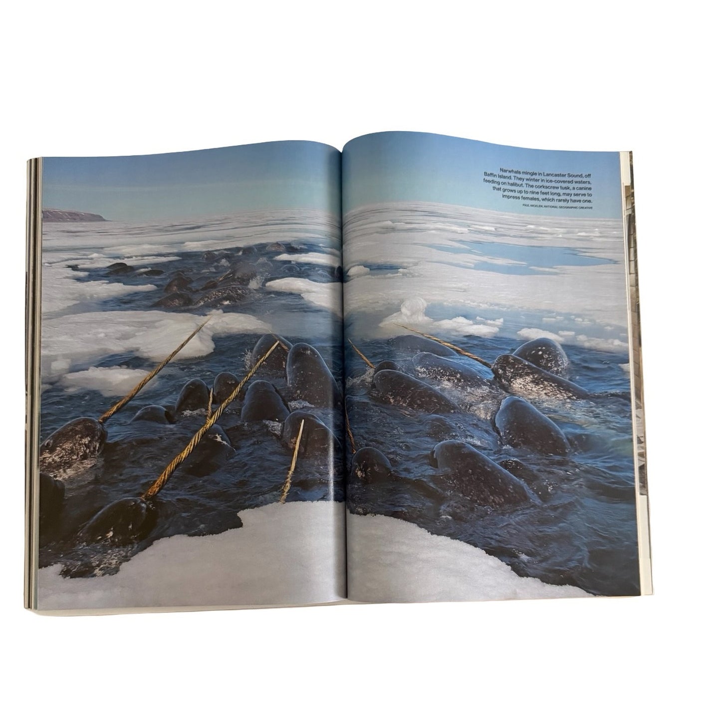 National Geographic Magazine January 2018 Why Birds Matter Jonathan Franzen Wildlife Issue