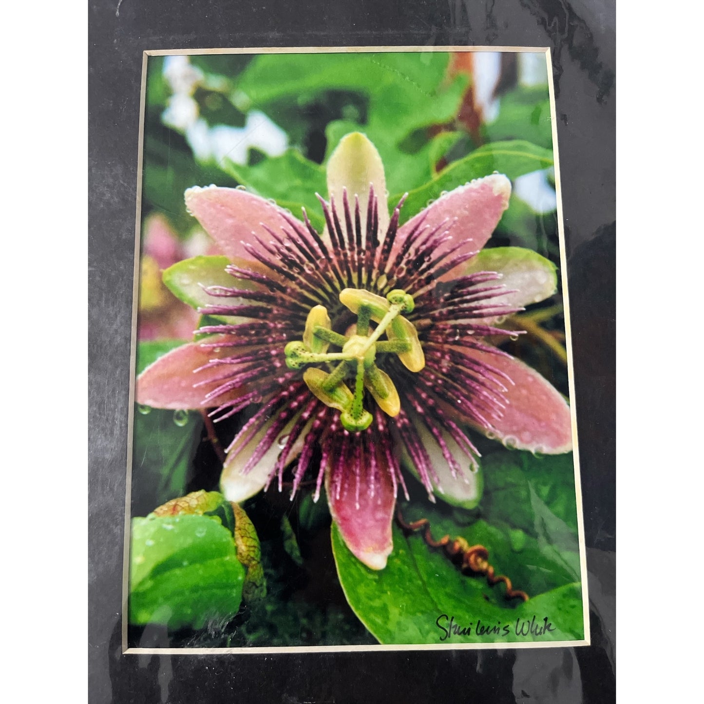 Passion Flower Photography Print – Signed Staci Lewis White