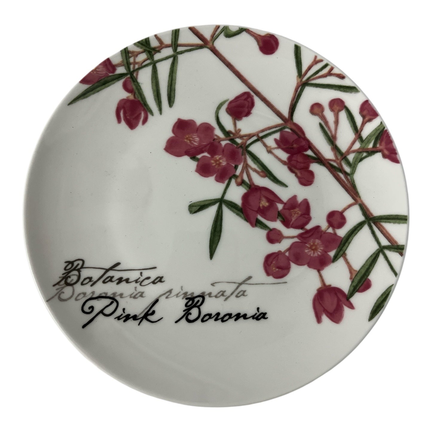 Maxwell & Williams “Pink Boronia” Bone China Plate & Coaster Set – The Gardens Table Collection (2007)