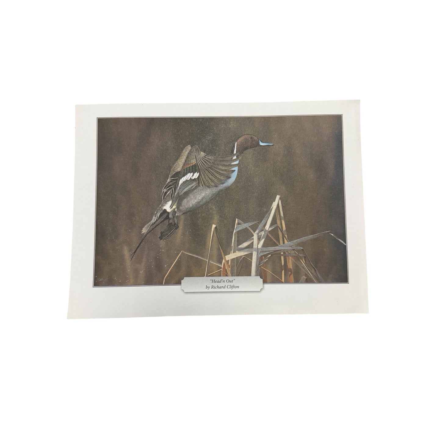 Richard Clifton Head'n Out Northern Pintail Duck Wildlife Print 11.5x8.5 Bird Art