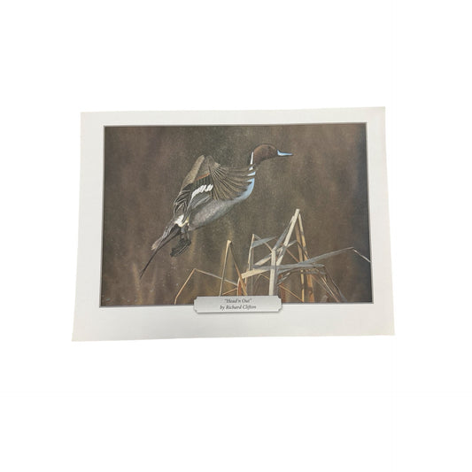 Richard Clifton Head'n Out Northern Pintail Duck Wildlife Print 11.5x8.5 Bird Art