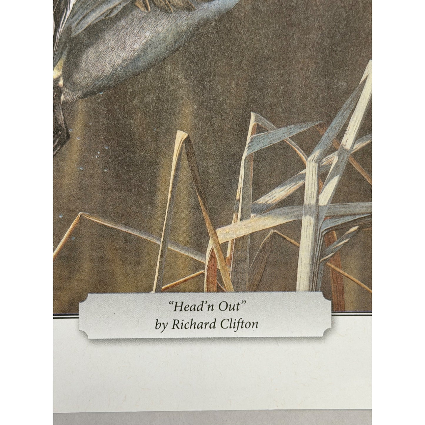 Richard Clifton Head'n Out Northern Pintail Duck Wildlife Print 11.5x8.5 Bird Art
